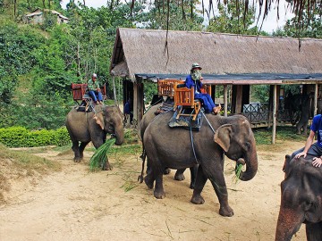 Elephant Village and Mahout Experience Day Tour